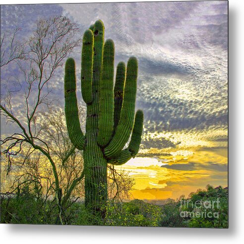 Cactus Metal Print featuring the photograph Bell Road Saguaro by Randy Jackson