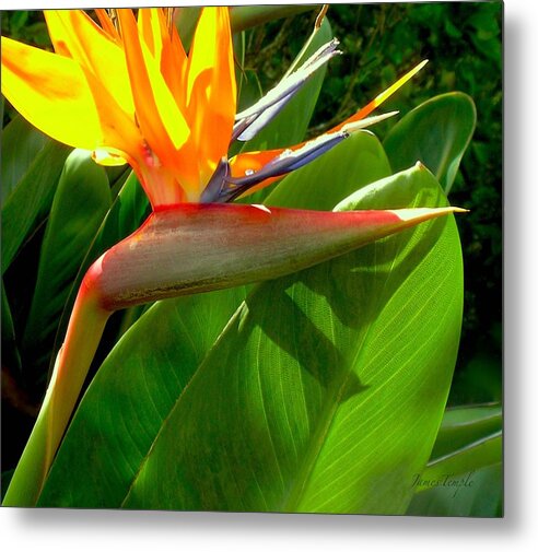 Bird Of Paradise Metal Print featuring the photograph Hawaii Calling by James Temple