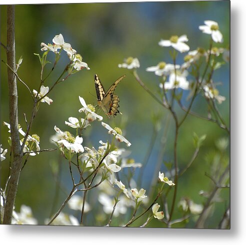 Butterfly Metal Print featuring the photograph Butterfly #4 by David Campione