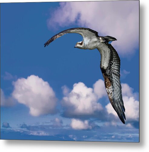 Backyard Metal Print featuring the photograph Soaring Osprey by Larry Marshall