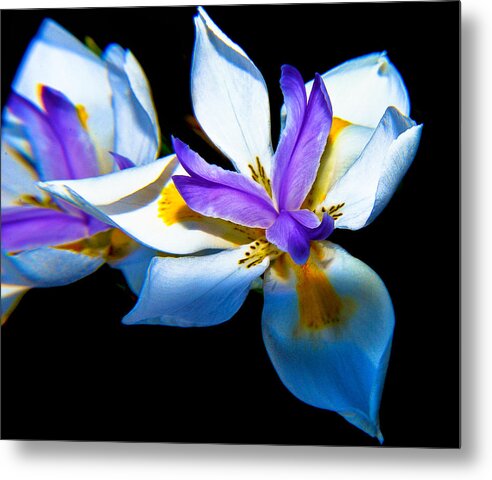 Flower Metal Print featuring the photograph Flower Power by Joseph Hollingsworth