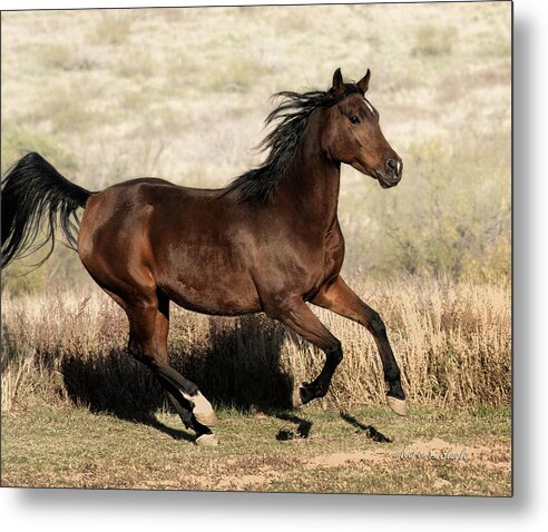 Habiba Metal Print featuring the photograph Habiba by Karen Slagle