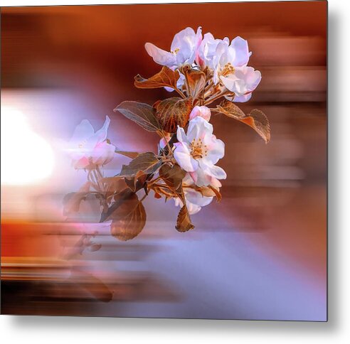  Metal Print featuring the photograph Apple Flower on Spring Day by Aleksandrs Drozdovs