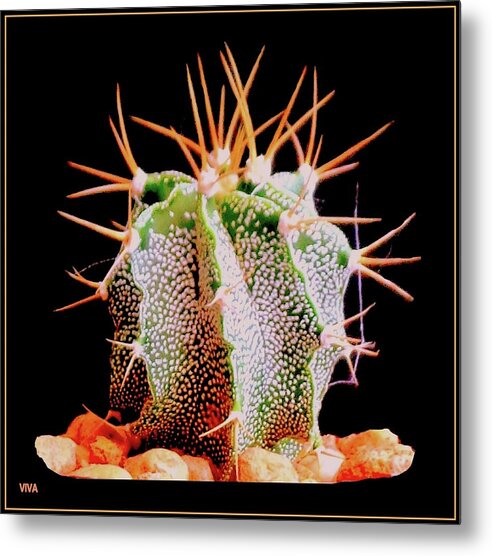Cactus Metal Print featuring the photograph Crazy Cactus by VIVA Anderson