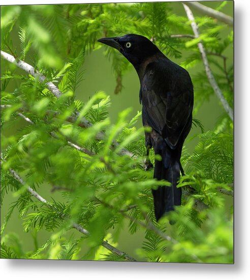 Backyard Metal Print featuring the photograph Grackle Bird by Larry Marshall