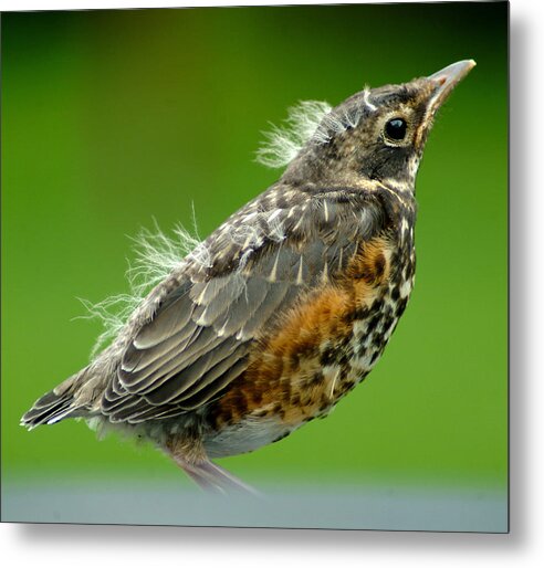 Robin Metal Print featuring the photograph 051811-74 by Mike Davis