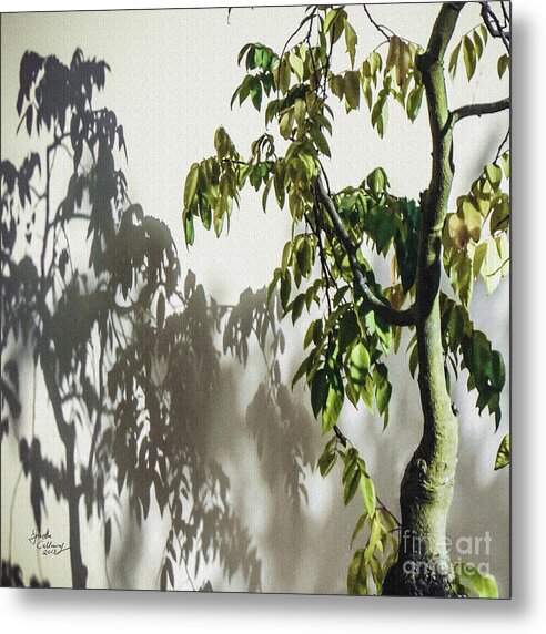 Bonsai Metal Print featuring the photograph Bonsai Shadows Morikami Gardens by Ginette Callaway