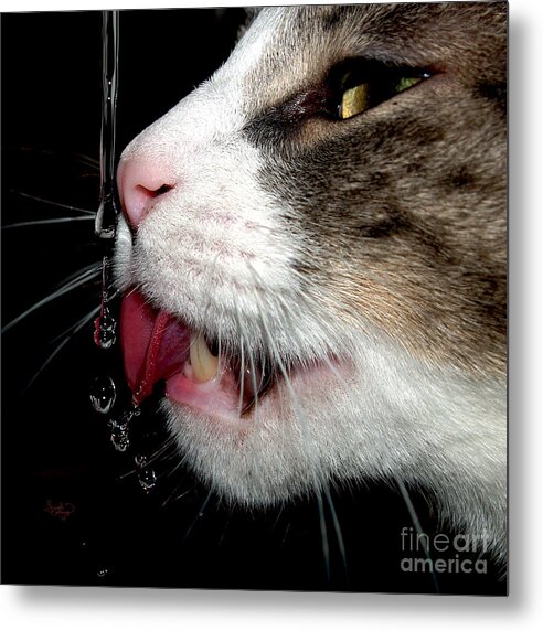 Cats Metal Print featuring the photograph Buster Drinking American Shorthair Rescued Cat by Ginette Callaway