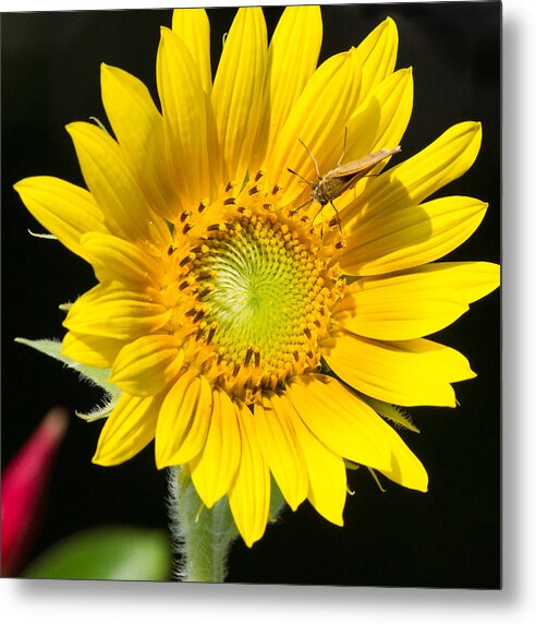 Sunflower Metal Print featuring the photograph Butterfly Kiss by Paula Ponath