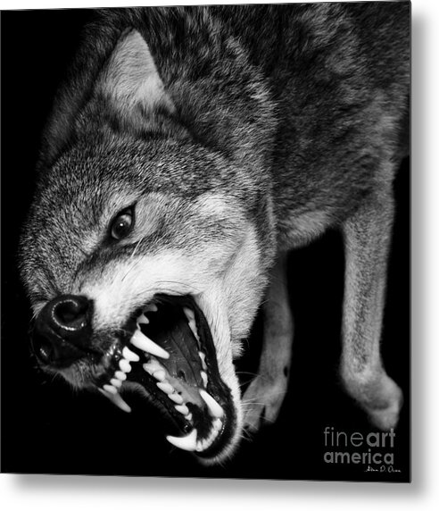 Coyote Metal Print featuring the photograph Dark Forest by Adam Olsen