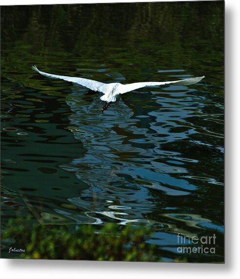 Arizona Metal Print featuring the painting Flight of the Egret by Bob and Nadine Johnston