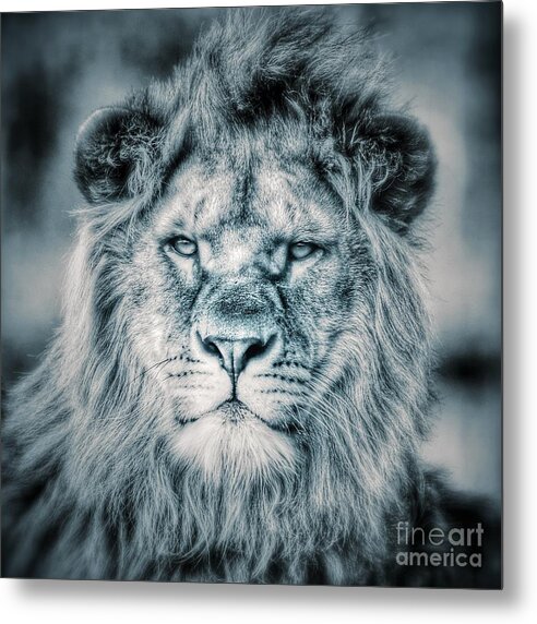 Lion Metal Print featuring the photograph Lion portrait in monochrome II by Nick Biemans