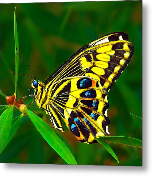 Nature Metal Print featuring the photograph Anise Swallowtail Butterfly by ABeautifulSky Photography by Bill Caldwell