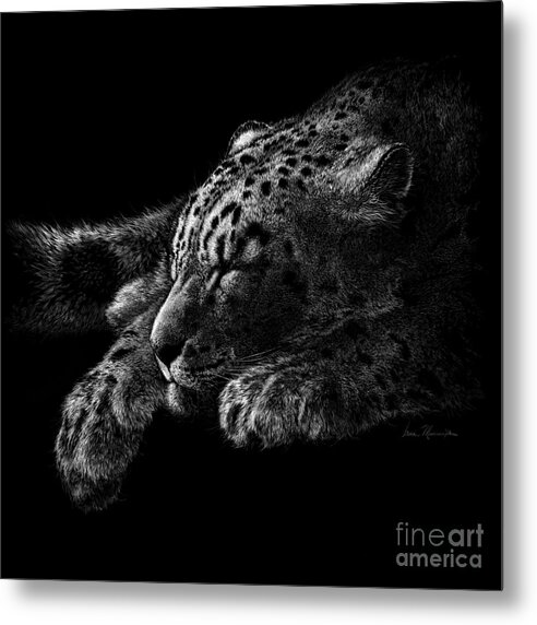 Snow Leopard Metal Print featuring the drawing Content by Laurie Musser
