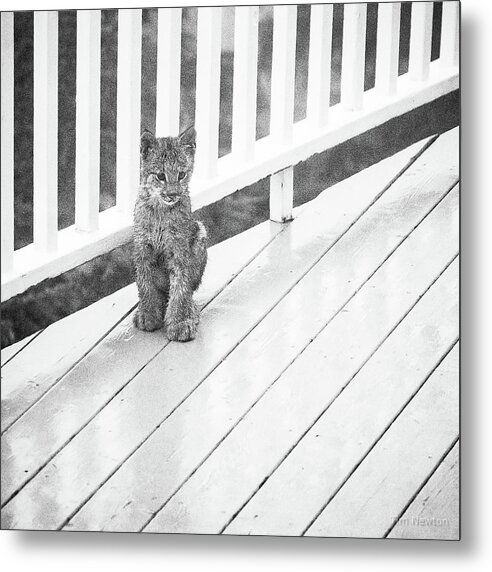 Lynx Metal Print featuring the photograph Time Out BW by Tim Newton