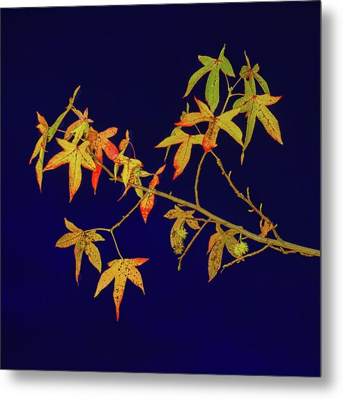Branch Metal Print featuring the photograph Branch of Color by Thomas Hall