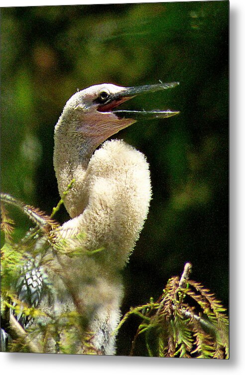 Orcinusfotograffy Metal Print featuring the photograph Fluffy Anhinga by Kimo Fernandez
