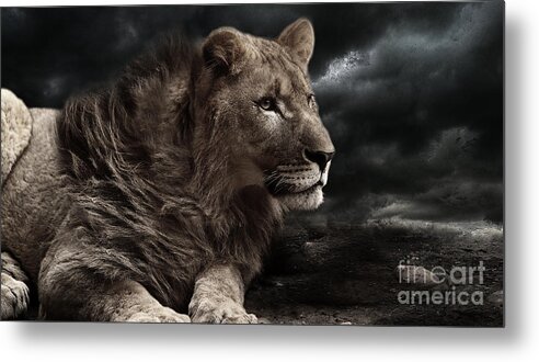 Lion Metal Print featuring the photograph Attention by Christine Sponchia