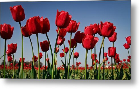 Tulips Metal Print featuring the photograph Field of Red Tulips by Athena Mckinzie
