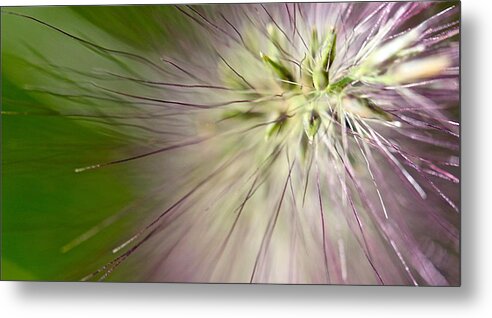 Foxtail Metal Print featuring the photograph Foxtail by Tracy Male