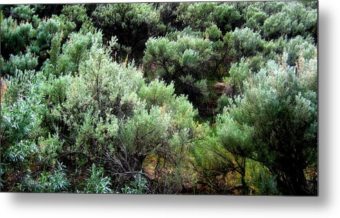 Sage Metal Print featuring the photograph Sage by Kathy Bassett