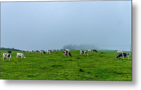 Cows In The Field Metal Print featuring the photograph Cows in the Field by Joseph Amaral