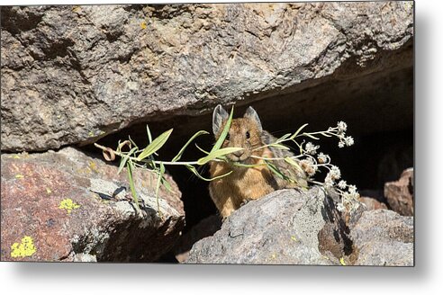 American Pika Metal Print featuring the photograph A Bouquet for You by Sandy Sisti