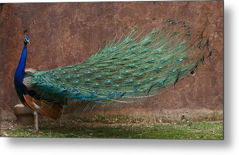 Bird Metal Print featuring the photograph A Peacock by Ernest Echols