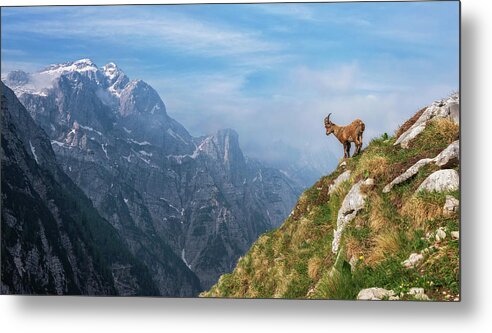 Alpine Metal Print featuring the photograph Alpine Ibex In The Mountains by Ales Krivec