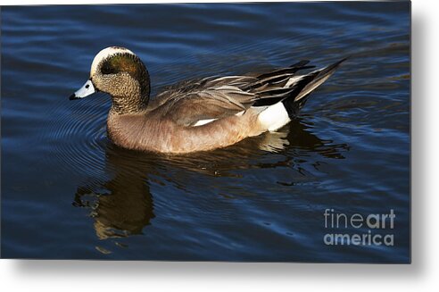 Duck Metal Print featuring the photograph American Widgeon Drake 1 by Bob Christopher