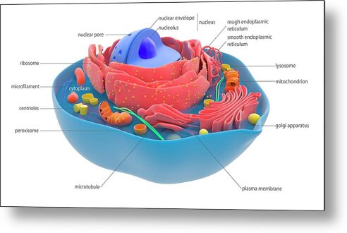 Cell Metal Print featuring the photograph Animal Cell by Science Photo Library