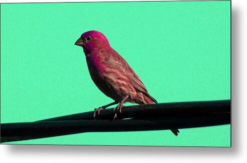 Bird Metal Print featuring the photograph Bird on a Wire 3 by Laurie Tsemak