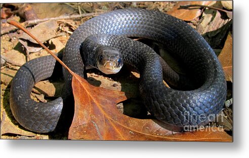 Blue Racer Prints Black Racer Images Blue Snake Pictures Black Snake Images Blue Serpent Prints Blue Reptiles North American Snakes Chesapeake Bay Watershed Biodiversity Flora And Fauna Wildlife Prints Wild Prints Wild Images Rare Nature Prints Natural Blue Animal Prints Rare Snakes Wild Blue Snakes Wild Art In Nature Metal Print featuring the photograph Blue Racer by Joshua Bales