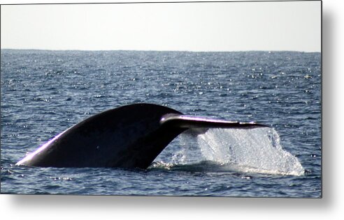Whale Ocean Wildlife Nature Sandiego Blue Metal Print featuring the photograph Blue Whale Flukes by Valerie Broesch