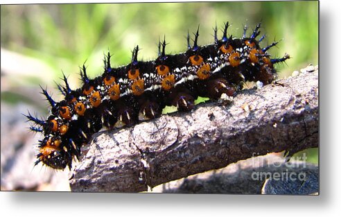 https://render.fineartamerica.com/images/rendered/default/metal-print/12/6.5/break/images-medium-5/buckeye-caterpillar-2-joshua-bales.jpg