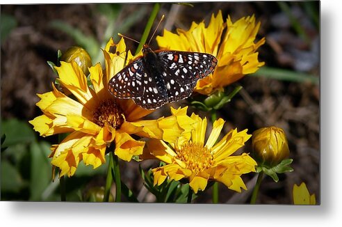 Butterfly Metal Print featuring the photograph Butterfly Heaven by Julia Hassett