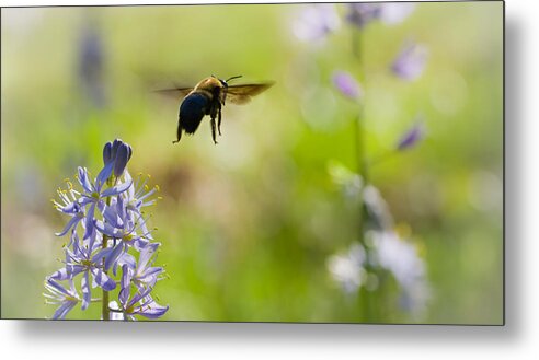 Bumble Bee Metal Print featuring the photograph Buzz Off by Annette Hugen