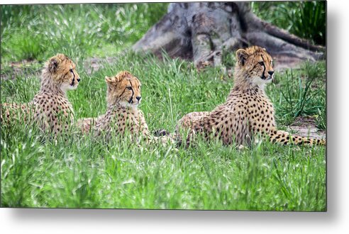 Spot Metal Print featuring the photograph Cheetah Cubs by Stacy Abbott