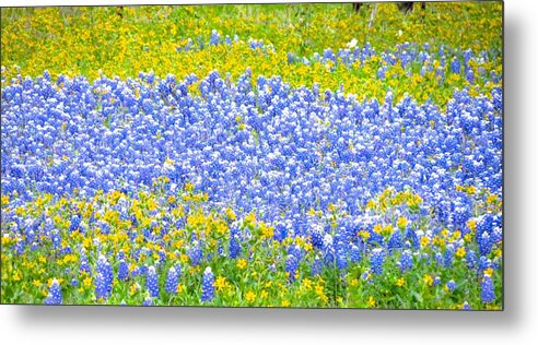 Texas Wild Flowers Metal Print featuring the photograph Colors Of The Country by David Norman