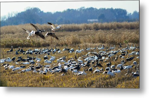 Snowgeese Metal Print featuring the photograph Coming In by Barry Bohn