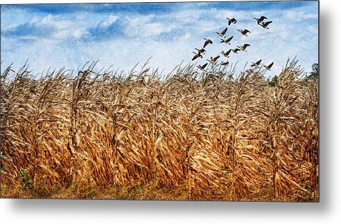 Farm Metal Print featuring the photograph Cornfield and Geese by Cathy Kovarik