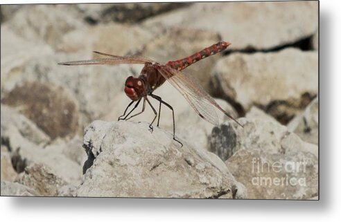 Insects Metal Print featuring the photograph Dragonfly by J L Zarek