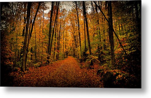 Fallen Leaves Metal Print featuring the photograph Fallen Leaves by David Patterson
