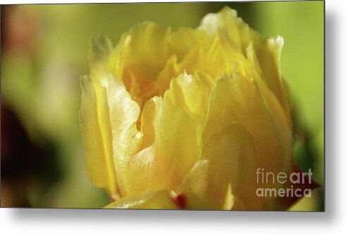 Cacti Metal Print featuring the photograph Feathered In Yellow by Linda Shafer
