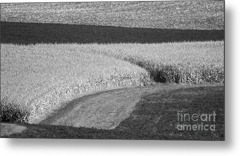 Fields Metal Print featuring the photograph Corn Fields near Madison, WI by Steven Ralser