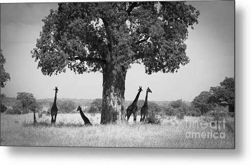 Giraffes Metal Print featuring the photograph Giraffes and Baobab Tree by Chris Scroggins