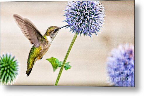 Humming Bird Metal Print featuring the photograph Globe Thistle Hummer by Jan Killian