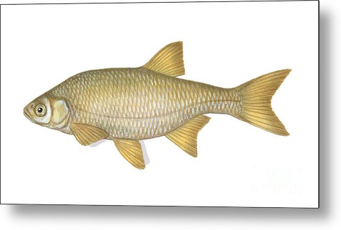 Golden Shiner Metal Print featuring the photograph Golden Shiner by Carlyn Iverson