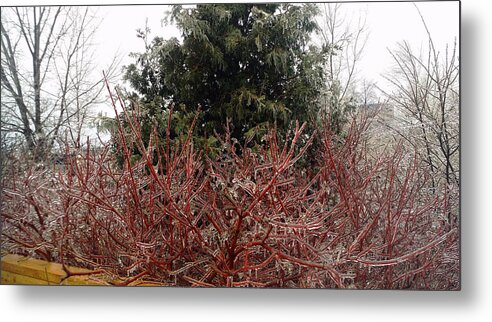 Toronto Ice Storm Metal Print featuring the photograph Ice Trees by Nicky Jameson