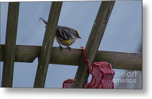 Bird Metal Print featuring the photograph Immature Yellow-Rumped Warbler by Donna Brown